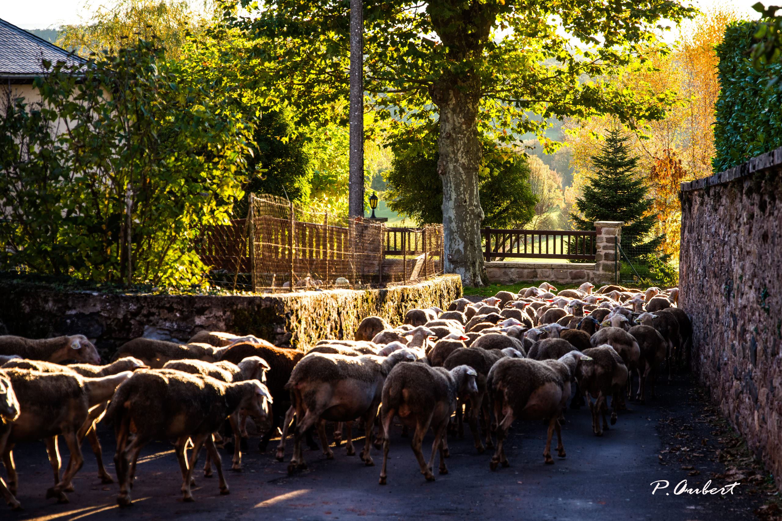 Troupeau de brebis, dans le village de Lassouts Troupeau de brebis, dans le village de Lassouts